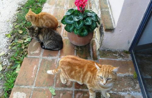 Marco & Andrea Agriturismo Collepina - Foto 3