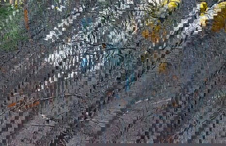 The Bear Den - Foto 64