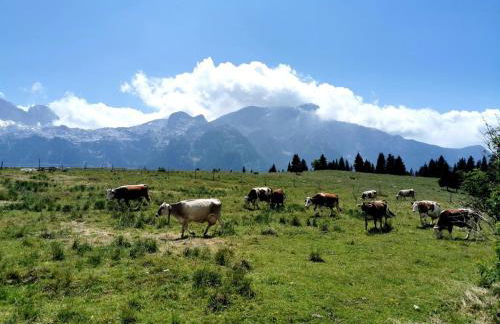 Alpine Luck Apartment, Sella Nevea - Foto 4
