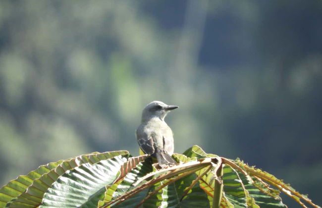 Minca Bird Watching Tour - Photo 2