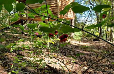 Radiant Forest Vacation Rental Haven Near Piney River, Tennessee - Foto 38