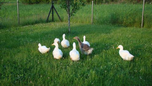 Pokoje Przy Kominie - Foto 5