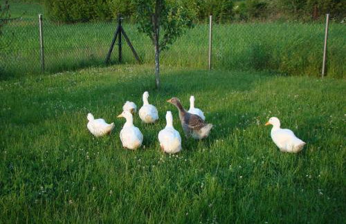 Pokoje Przy Kominie - Foto 5