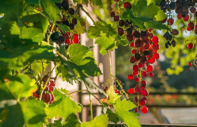 Jacobs Estate Cottage - Foto 13