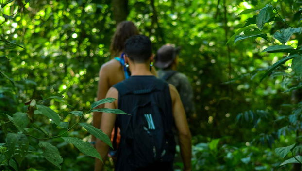 Hiking through a rainforest