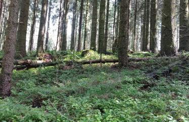 Urlaub mit der ganzen Familie im Ferienhaus in der Natur - Foto 31