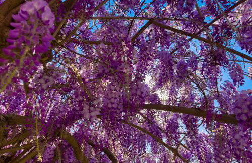 La Casa dei Glicini - Foto 78