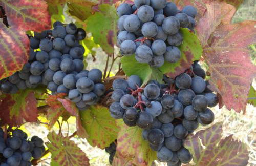 Agriturismo Cascina L'Arché - Photo 34