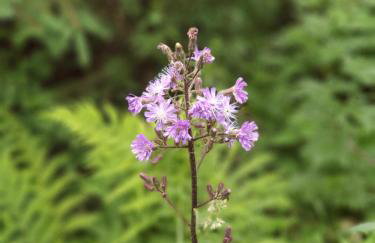 Haus Bergblick - Foto 43