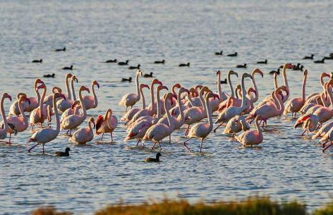Llevant - Adosado en l'Ampolla con acceso directo al mar - Deltavacaciones - Foto 32