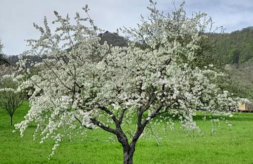 Limburgstube - Foto 8