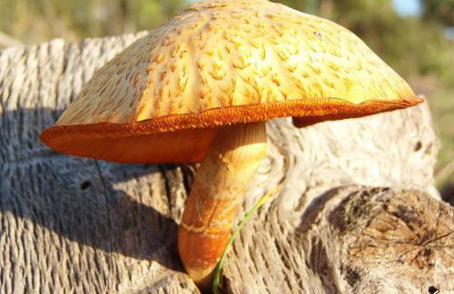 Ninho Da Poupa - Foto 18