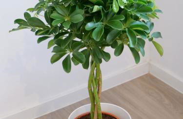 Apartment OTTO II - Erfurt Zentrum - Photo 21