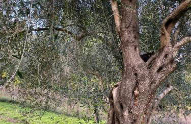 Villa Cottage Eleni - Foto 24