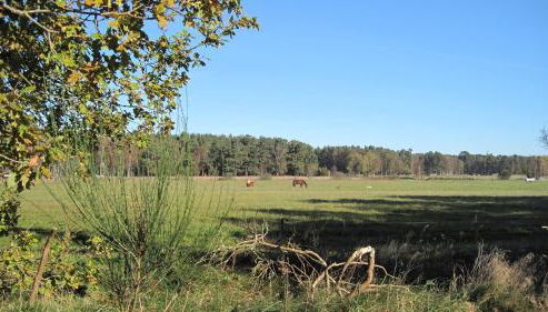 Ferienwohnungen Reetwinkel in Wieck - Foto 5