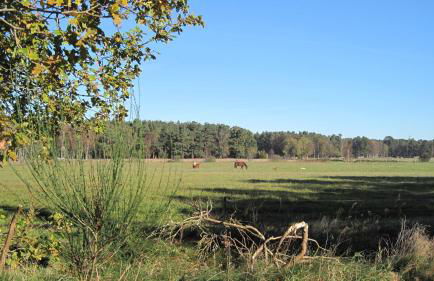 Ferienwohnungen Reetwinkel in Wieck - Foto 5