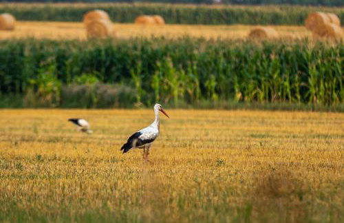 Agroturystyka Borówka - Foto 64