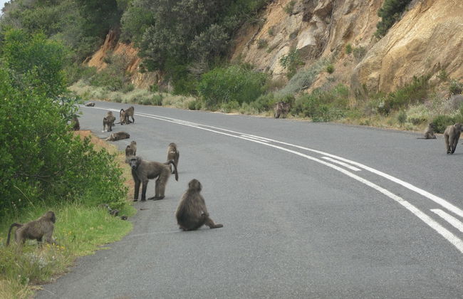 Stunning Cape Peninsula Holiday Villa With Pool - Photo 29