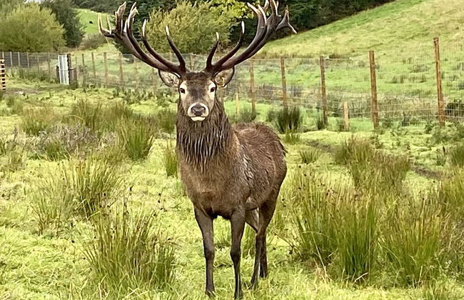 Muir Estate - Foto 19