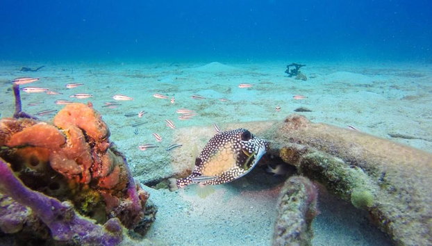 Diving adventure at Catalina Island - Foto 4