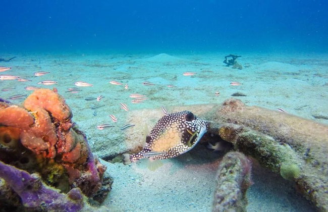 Diving adventure at Catalina Island - Foto 4