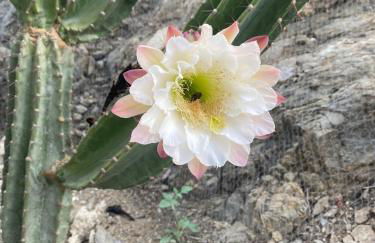 Casa Rural Zinho - Foto 13