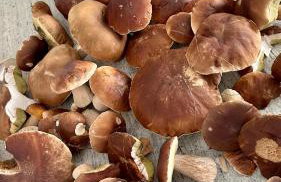 Komfortowy domek z kominkiem - Foto 38