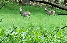 Ferienwohnung Raabsteine - Foto 22