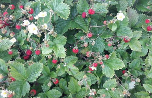 Highland River Cottage with Hot Tub - Foto 49