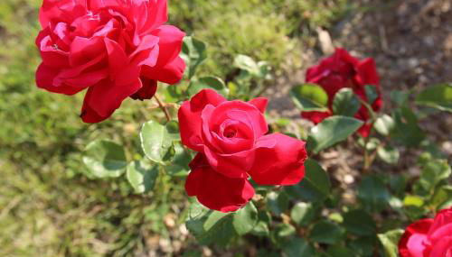 GITE MONTGOLFIÈRE 6 PERSONNES - Foto 4, Garden