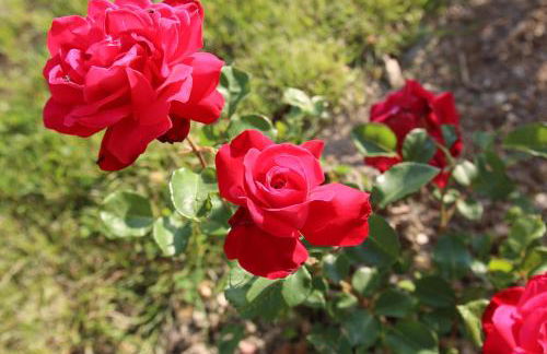 GITE MONTGOLFIÈRE 6 PERSONNES - Foto 4