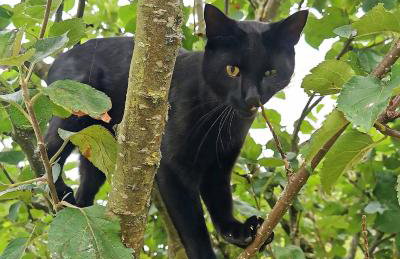 Glen Bay - 2 Bed Lodge on Friendly Farm Stay with Private Hot Tub - Foto 52