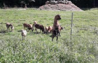 Holiday Home Tamara in Eppenschlag by Interhome - Foto 25