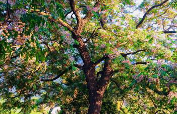 Finca Cas Sant - Foto 12