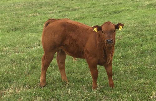 Weatherhead Farm - Foto 63