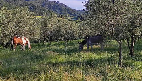 Agriturismo Asara - Foto 3