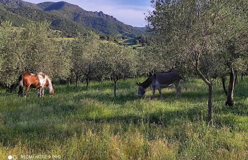 Agriturismo Asara - Foto 3