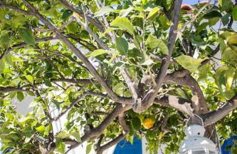 Lemonia House - Foto 28