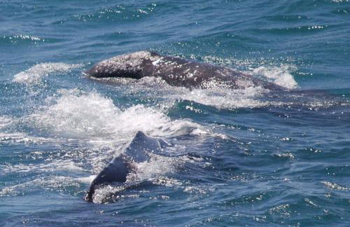 Pacific Bliss Haven - Foto 35