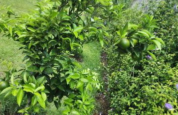 Recanto das Pretinhas - Photo 29