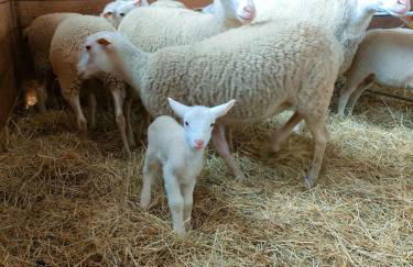 Gîte au coeur du Plantaurel - Foto 14