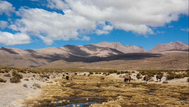 Parc National du Volcan Isluga, sur le haut-plateau chilien