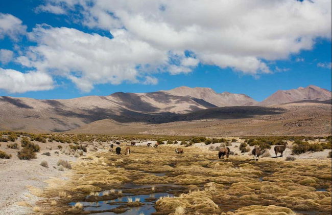 Excursão ao Parque Nacional Volcán Isluga - Foto 1