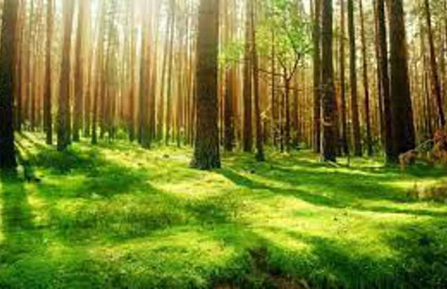 Rabbits Warren, A 2 Bed Holiday Let in The FOD - Foto 9