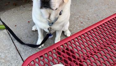 Lake Laurel Lux retreat-King-Dogs Welcome! Sleep 6 - Foto 5