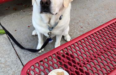 Lake Laurel Lux retreat-King-Dogs Welcome! Sleep 6 - Foto 5