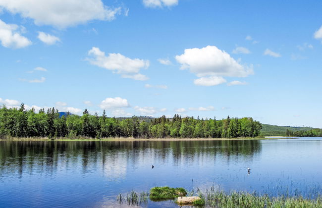 Kvisthån Tallen - Photo 26