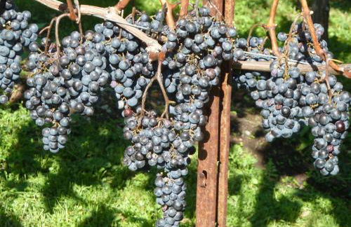 Bellagio Il Crotto - Foto 53