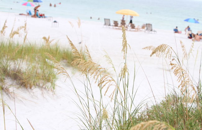 Beach Club at Siesta Key by RVA - Foto 49