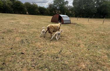 The Annexe Barnfield Farm 2 King Bed - Photo 10